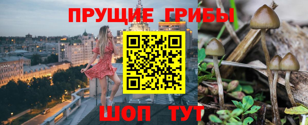 Арсеньев  Галлюциногенные грибы Psilocybine cubensis  Вход с VPN 